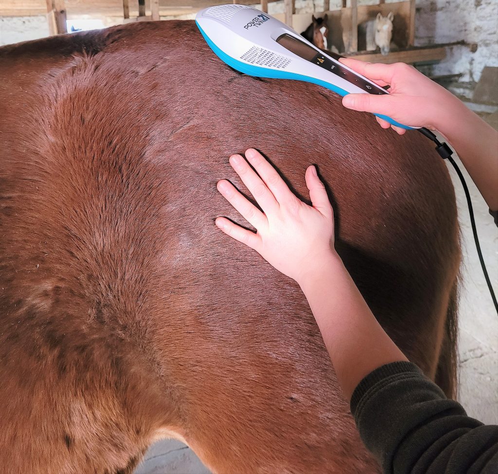 Pferd bei Lasertherapie